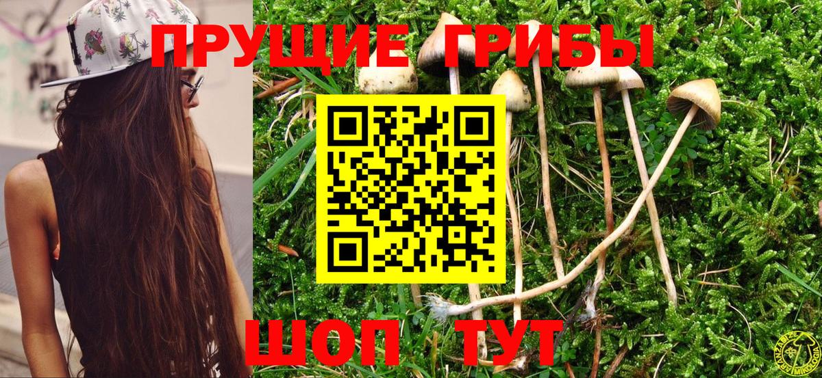 Псилоцибиновые грибы Cubensis Солнечногорск